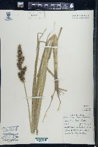 Carex crus-corvi image