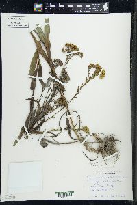 Solidago uliginosa var. linoides image