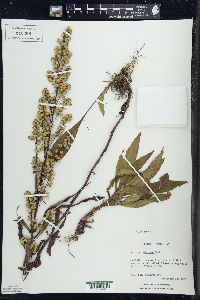 Solidago speciosa image