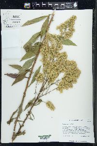 Solidago speciosa image