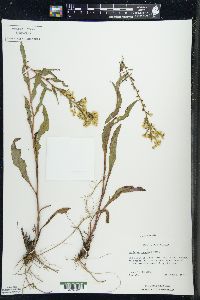 Solidago speciosa image