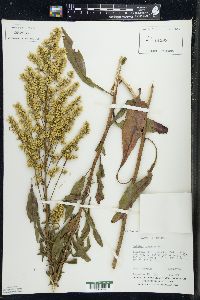 Solidago speciosa image