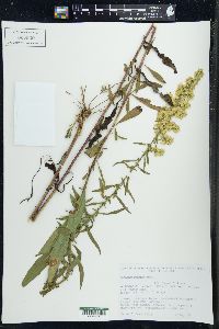 Solidago speciosa image