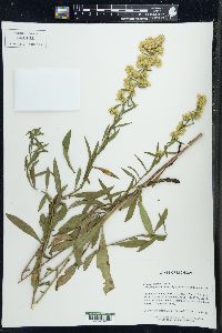 Solidago speciosa image