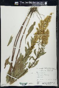 Solidago jejunifolia image