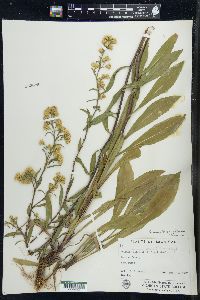 Solidago simplex var. gillmanii image