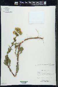 Solidago simplex var. gillmanii image