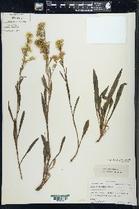 Solidago simplex image