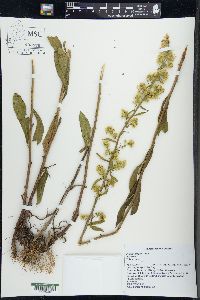 Solidago simplex image