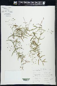 Veronica scutellata image