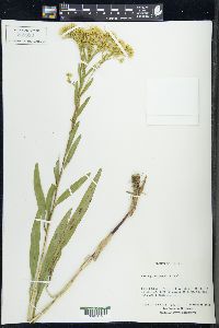 Solidago ohioensis image