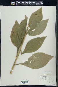 Solidago patula image