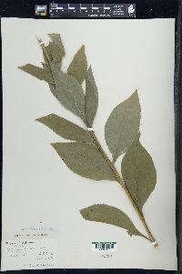 Solidago patula image