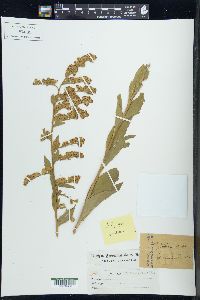 Solidago patula image