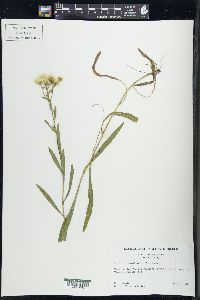 Solidago ptarmicoides image