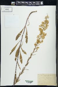 Solidago puberula image