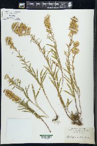 Solidago purshii image