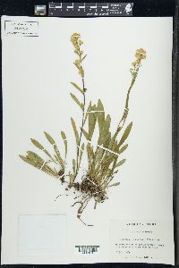 Solidago racemosa image