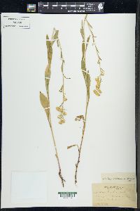 Solidago racemosa image