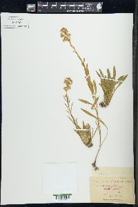 Solidago racemosa image