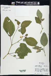 Impatiens pallida image