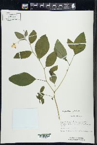 Impatiens pallida image