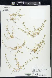 Veronica hederifolia image