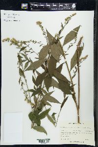 Solidago arguta image