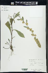 Solidago bicolor image