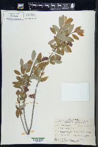 Salix pedicellaris image