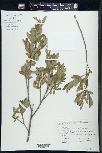 Salix pedicellaris image