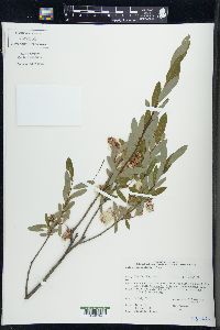 Salix pedicellaris image