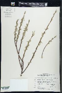 Salix petiolaris image