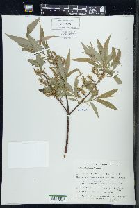 Salix petiolaris image