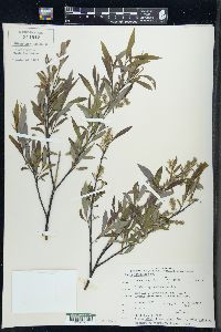 Salix petiolaris image