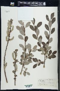 Salix phylicifolia image