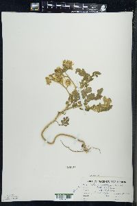 Solanum rostratum image