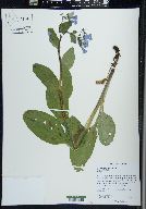 Mertensia virginica image