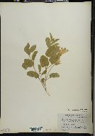 Convolvulus spithamaeus image