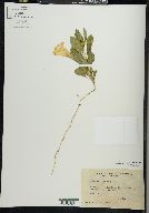 Convolvulus spithamaeus image