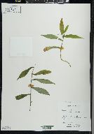 Cuscuta gronovii image