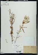 Cuscuta gronovii image