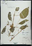 Cuscuta gronovii image