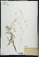 Cuscuta gronovii image