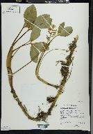 Menyanthes trifoliata image