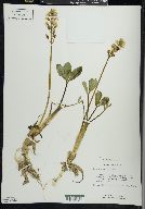 Menyanthes trifoliata image