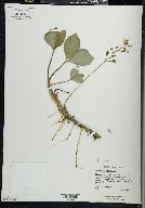 Menyanthes trifoliata image