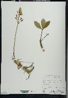 Menyanthes trifoliata image