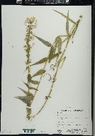 Phlox maculata image