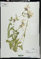 Phlox paniculata image